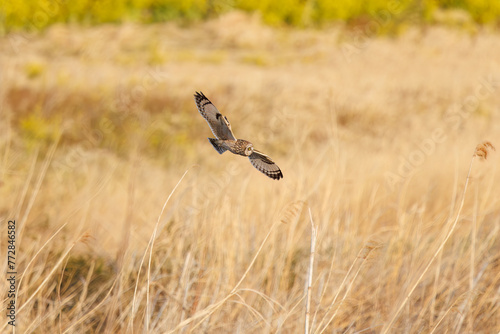 狩りのために夕暮れの菜の花畑を飛翔する美しいコミミズク（フクロウ科）。日本国埼玉県、荒川河川敷にて。 2024年3月23日撮影。A beautiful Short-eard Owl (Asio flammeus, family comprising owls) flies over to hunt of a field of rape blossoms in twilight.At A