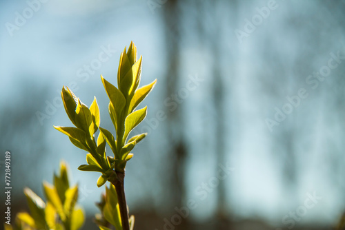 Green sprout in the spring blurred background.Photo spring .
