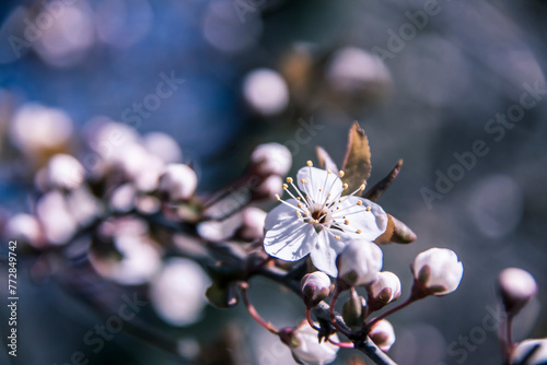 Spring branch of a tree with blossoming white small flowers on a blurred background. Spring background with white flowers on a tree branch.