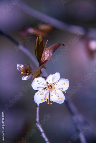 Spring branch of a tree with blossoming white small flowers on a blurred background. Spring background with white flowers on a tree branch.