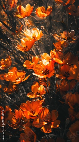 Backlit orange flowers in soft focus