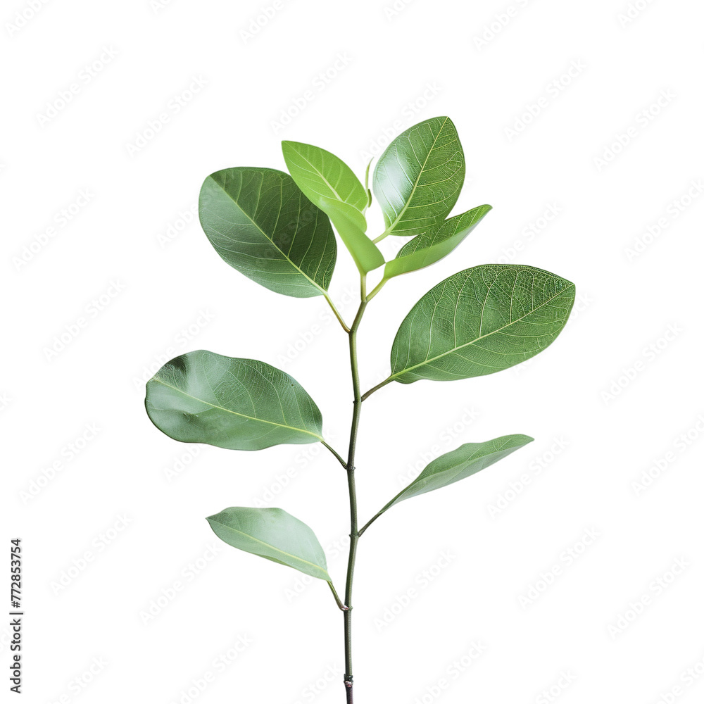 Green plant isolated on white background, green leaves, green leaves with stem Green plant isolated on white background, green leaves, green leaves with stem