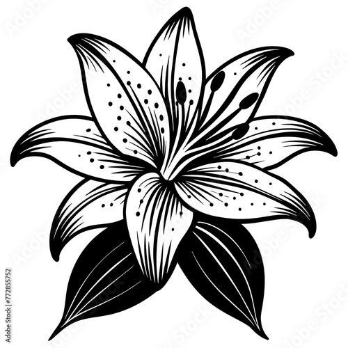Lily Flower Vector Art Captivating Designs for Your Creative Projects
