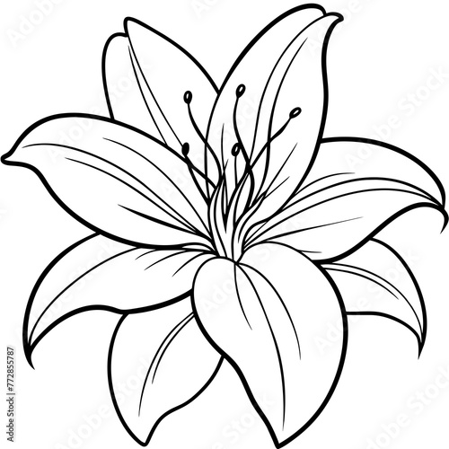 Fototapeta Naklejka Na Ścianę i Meble -  Lily Flower Vector Art Captivating Designs for Your Creative Projects