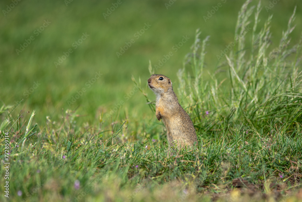 Ziesel (Spermophilus) steht neugierig in der Wiese und sucht die Umgebung nach Feinden oder Freßbarem ab Ziesel (Spermophilus) steht neugierig in der Wiese und sucht die Umgebung nach Feinden oder Freßbarem ab