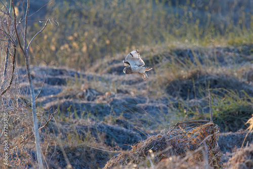 夕暮れの葦原から飛び出す美しいコミミズク（フクロウ科）。

日本国埼玉県、荒川河川敷にて。
2024年3月23日撮影。

A beautiful Short-eard Owl (Asio flammeus, family comprising owls) flying out of a reed bed in twilight.

At Arakawa riverbed, Saitama pref photo