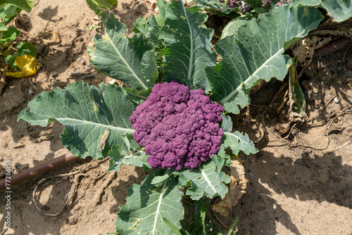 An organic purple cauliflower growing farm