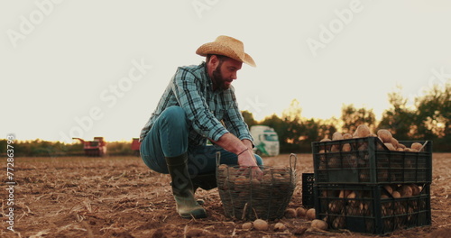 A farmer in the field collects potatoes in boxes. Agriculture, potato entrepreneur, field business, agriculture biologically sitting ecology production sorting potatoes. photo