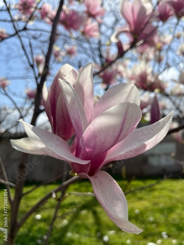 Blooming magnolia © Ольга Ворон