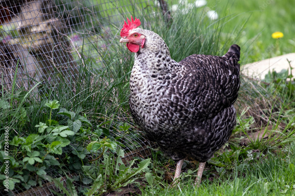 Black and white spotted domestic hen in front of the fence looking for a way to the coop
