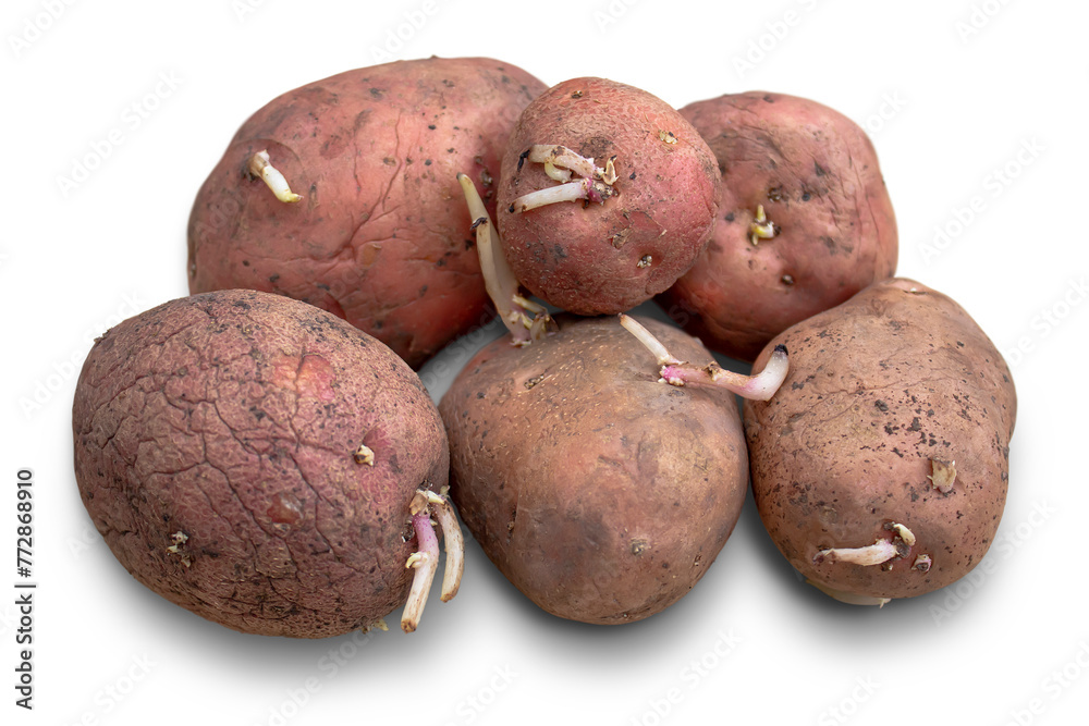 Old potatoes with sprouted sprouts on a white background Old potatoes with sprouted sprouts on a white background