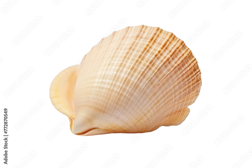 Close Up of Shell on White Background. On a White or Clear Surface PNG Transparent Background.. Close Up of Shell on White Background. On a White or Clear Surface PNG Transparent Background..