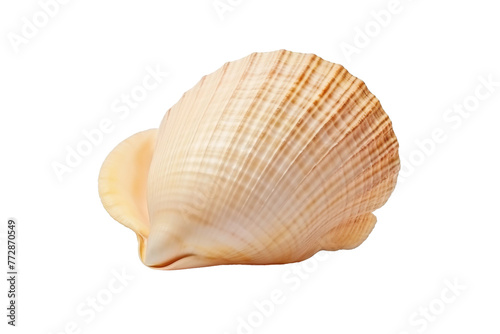 Close Up of Shell on White Background. On a White or Clear Surface PNG Transparent Background..
