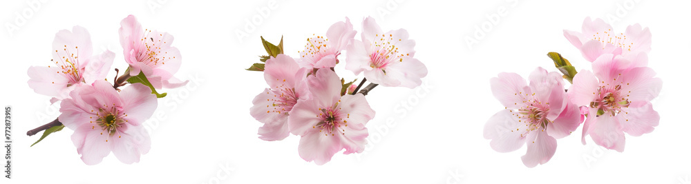Pink cherry blossom on white background, isolated Sakura tree branch Pink cherry blossom on white background, isolated Sakura tree branch