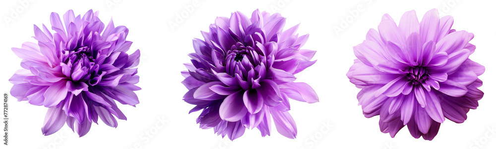 Cornflower like Pink and Purple Flower Isolated on White Background - obrazy, fototapety, plakaty 