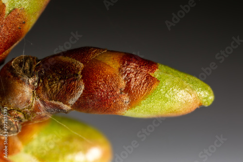 Plant phenology, the alchemy of spring. Tree vegetative bud, leaf bud, gemma. Frondescence, gemmation, budbreak in springtime photo