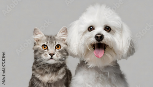 Happy panting maltese dog and cat looking at camera, Isolated on grey background
 photo
