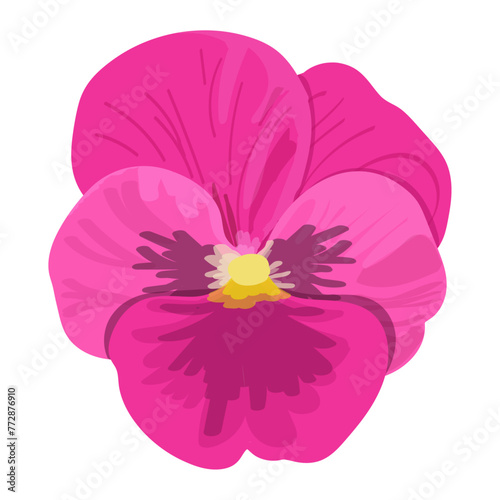 Violet purple Pansy flower isolated on white background. 