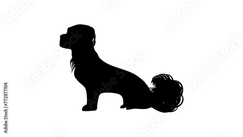 Shih Tzu dog, black isolated silhouette