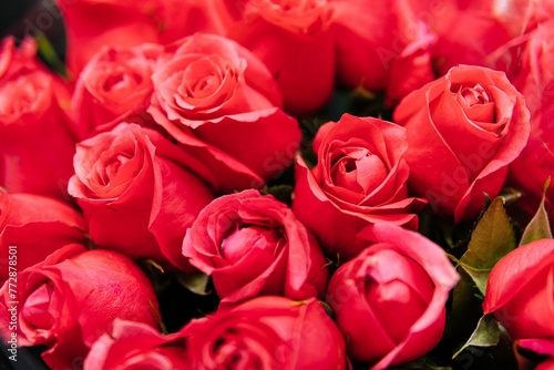 Background Red Roses 2