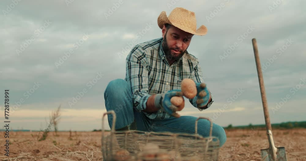 A farmer in the field collects potatoes in boxes. Agriculture, potato entrepreneur, field business, agriculture biologically sitting ecology production sorting potatoes. A farmer in the field collects potatoes in boxes. Agriculture, potato entrepreneur, field business, agriculture biologically sitting ecology production sorting potatoes.