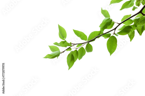 Green Leaves on Tree Branch. On a White or Clear Surface PNG Transparent Background..