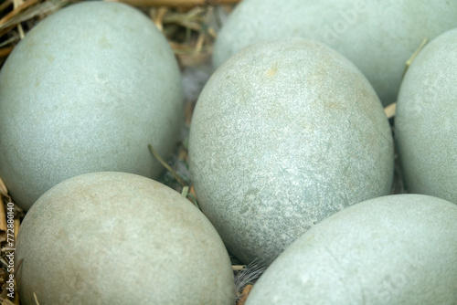 Mute swans (Cygnus olor) clutch in nest on the islands of the eastern freshwater part of the Gulf of Finland, the Baltic Sea photo