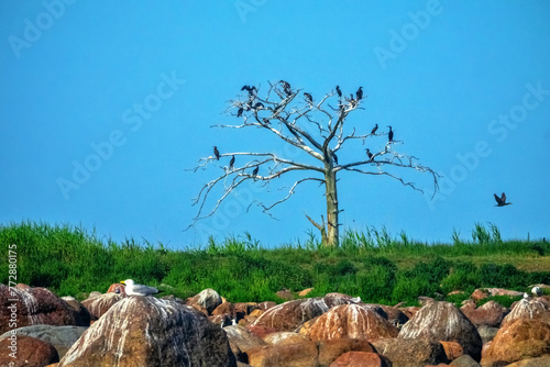 Cormorants are sitting on a dead tree (pine) that grows on the island photo