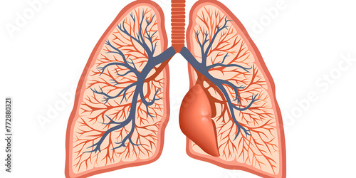 pulmonology, human lungs anatomy, lungs cancer, bronchioles , alveolai photo