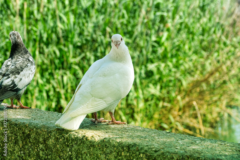 A white pigeon. A breed of pigeons (turbit) like paloma. Bird of peace A white pigeon. A breed of pigeons (turbit) like paloma. Bird of peace