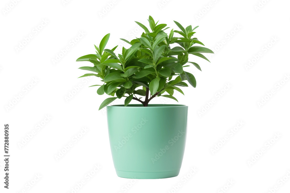 Green-Leafed Potted Plant on White Background. On a White or Clear Surface PNG Transparent Background..