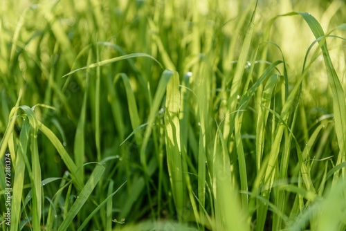Morning Grass With Dew Blurrd Green Background