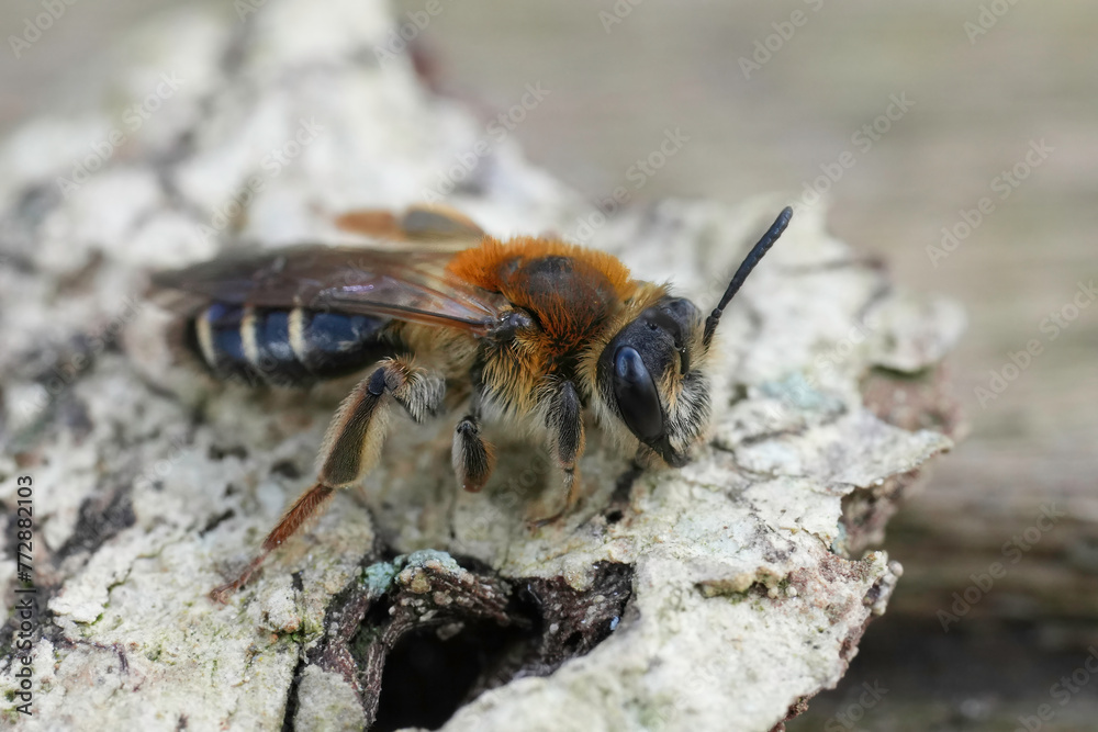 Closeup on a Short-fringed Mining Bee, Andrena dorsata sitting on wood