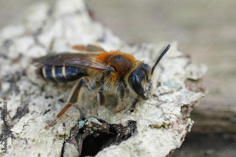 Closeup on a Short-fringed Mining Bee, Andrena dorsata sitting on wood Closeup on a Short-fringed Mining Bee, Andrena dorsata sitting on wood