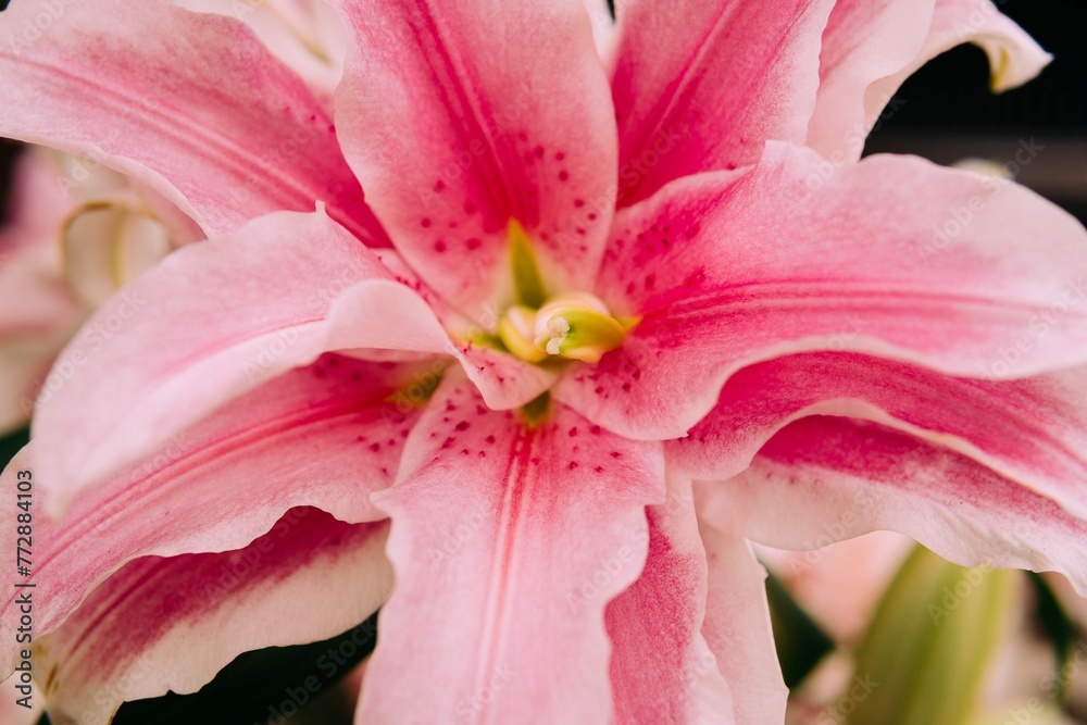 Close Up Pink Lily Flower 2