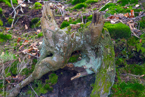The root of a tree on a rocky slope covered with moss