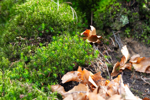Close-up of green moss and fallen autumn leaves in the forest