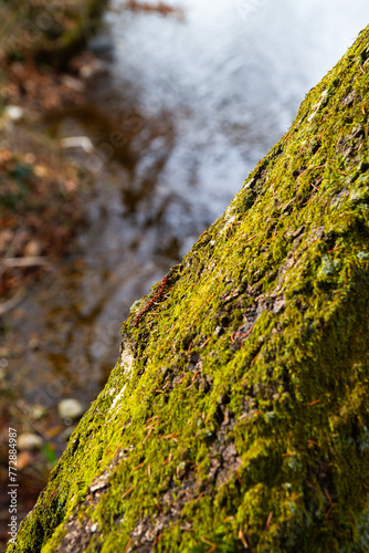 moss on the tree trunk in the forest. abstract environmental backgrounds