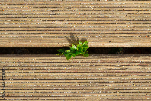 Young plant growing on a wooden bench, close-up. Nature background