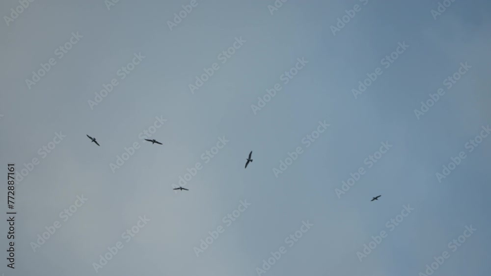 A flock of seagulls fly in cloudy sunset sky over the ocean. Silhouettes of seagulls flying in slow motion with the sea in the background at sunset. Evening. Nobody. Freedom concept. A flock of seagulls fly in cloudy sunset sky over the ocean. Silhouettes of seagulls flying in slow motion with the sea in the background at sunset. Evening. Nobody. Freedom concept.