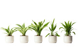 Row of Potted Plants Stacked. On a White or Clear Surface PNG Transparent Background..
