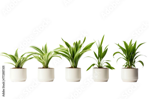 Row of Potted Plants Stacked. On a White or Clear Surface PNG Transparent Background..