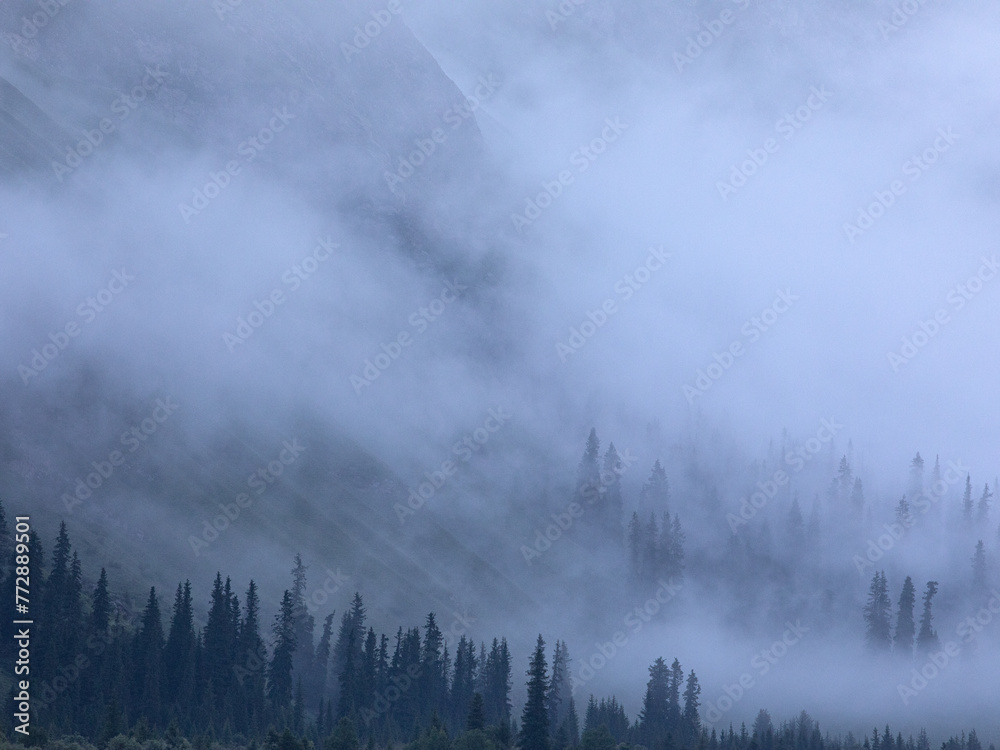 misty morning in the forest