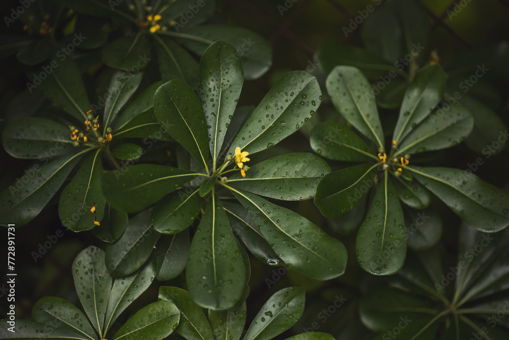 Green floral pattern of leaves with rain drops. Natural background from above. Texture of green leaves with water drops. Close up of foliage with raindrops. Concept of nature background. Green floral pattern of leaves with rain drops. Natural background from above. Texture of green leaves with water drops. Close up of foliage with raindrops. Concept of nature background.