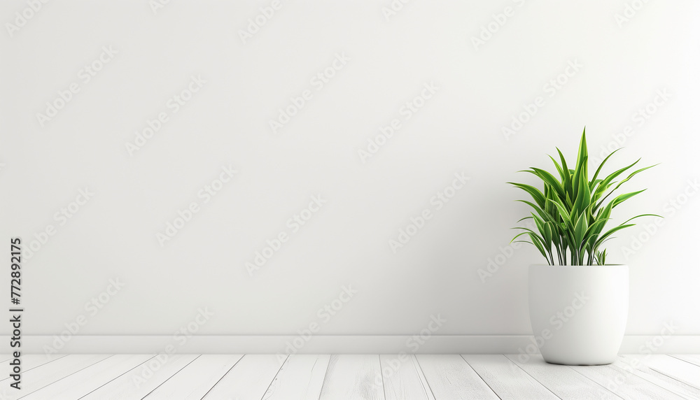 Green Potted Plant in a Minimalist White Room Copy Space Green Potted Plant in a Minimalist White Room Copy Space