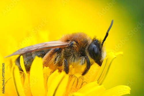 Closeup on a female Grey-gastered mining bee, Andrena tibialis on a yellow dandelion flower