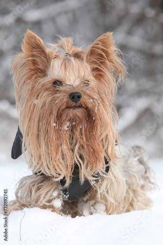 Yorkshire terrier in winter © Zuzana Tillerova