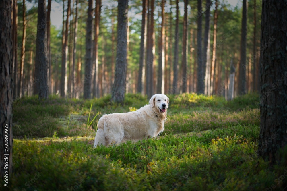 Fototapeta premium White Golden Retriever in Latvia