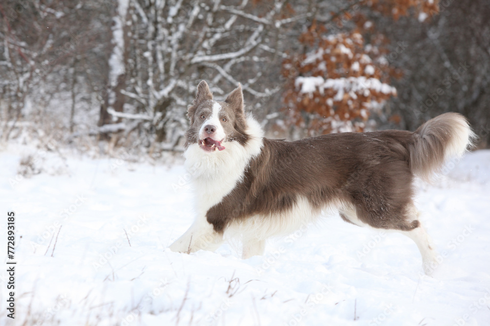 Obraz premium Beautiful border collie in winter
