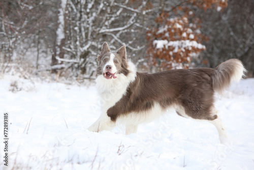 Beautiful border collie in winter © Zuzana Tillerova